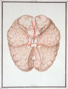 脳、「Traite d&39;Anatomie de Cerveau」、Felix Vicq d&39;Azyr（1748-94）1786